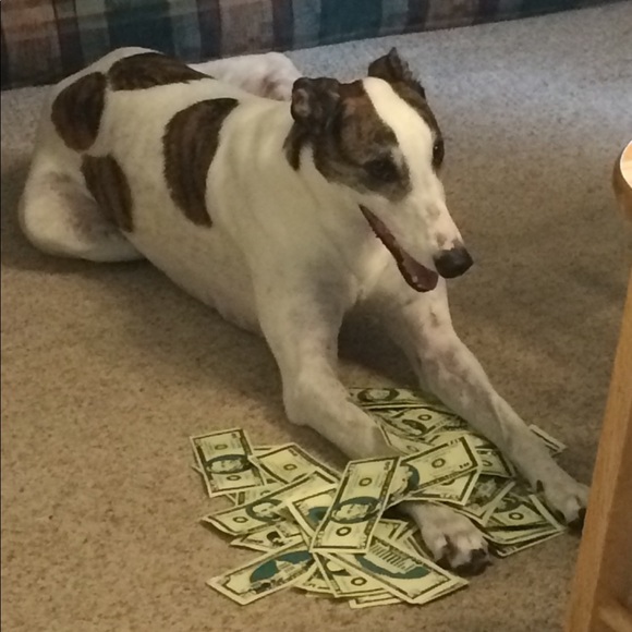 Meet your Posher, Nyky - Picture 6 of 6